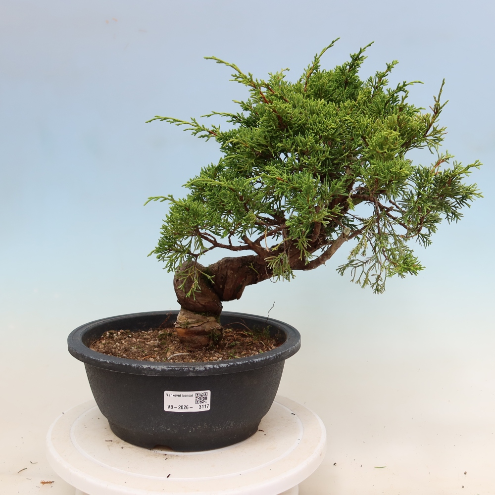 Vonkajší bonsai – Juniperus chinensis Itoigawa – čínsky jalovec