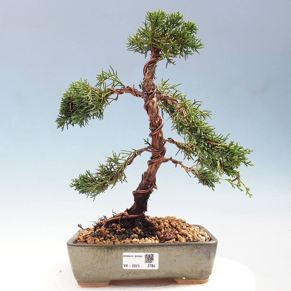 Vonkajší bonsai - Juniperus chinensis Kishu -Jalovec čínsky