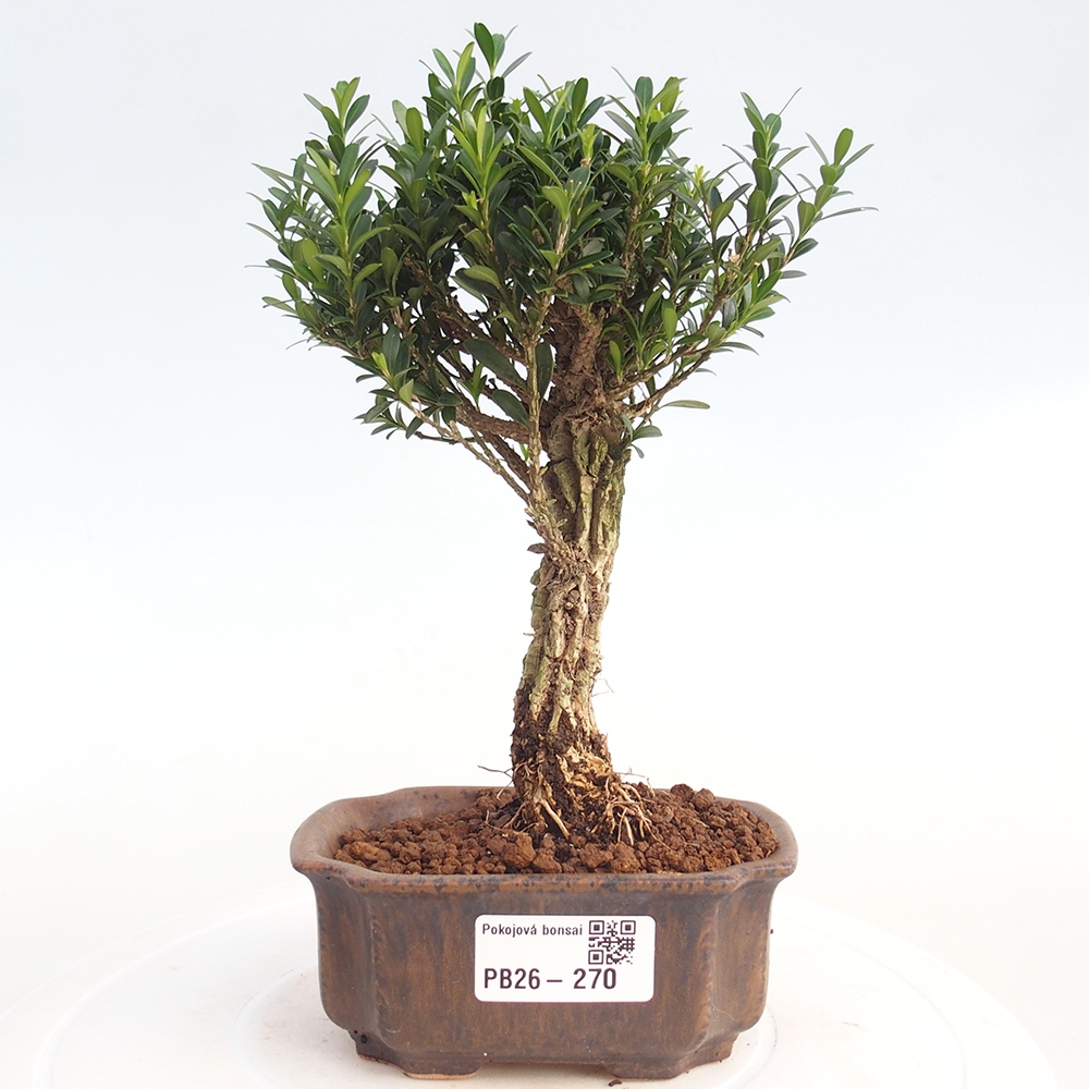 Izbové bonsaje - Buxus harlandii - korkový buxus