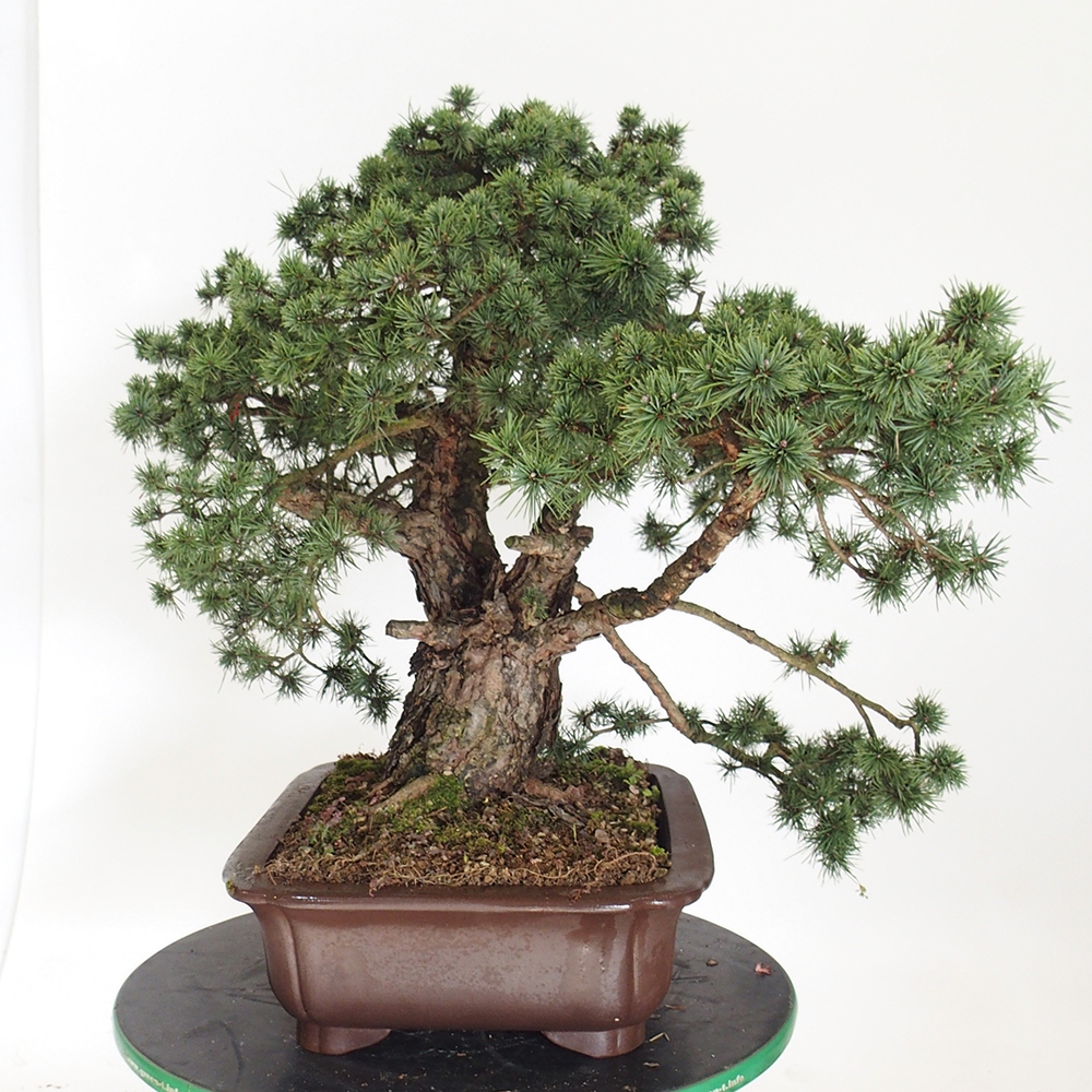 Yamadori - Pinus sylvestris Španielsko