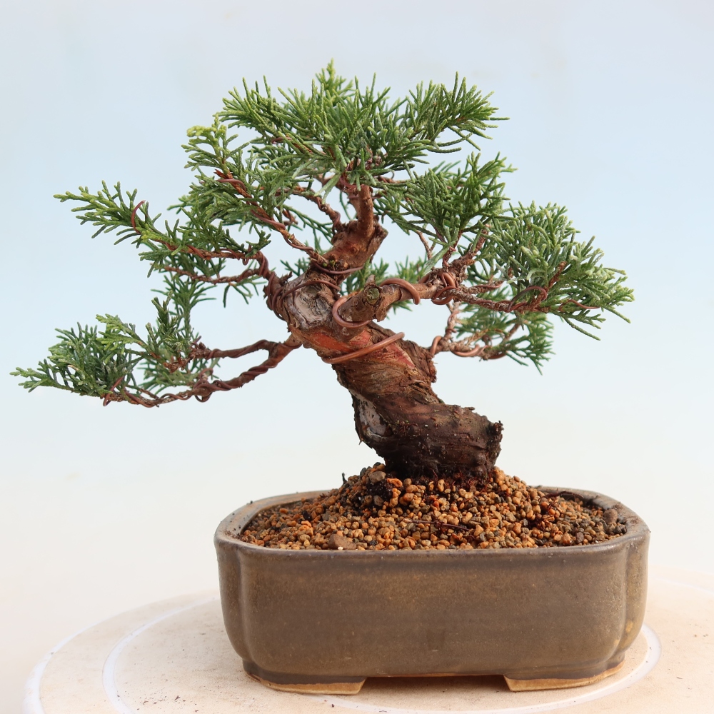Vonkajší bonsai - Juniperus chinensis Itoigawa -Jalovec čínsky