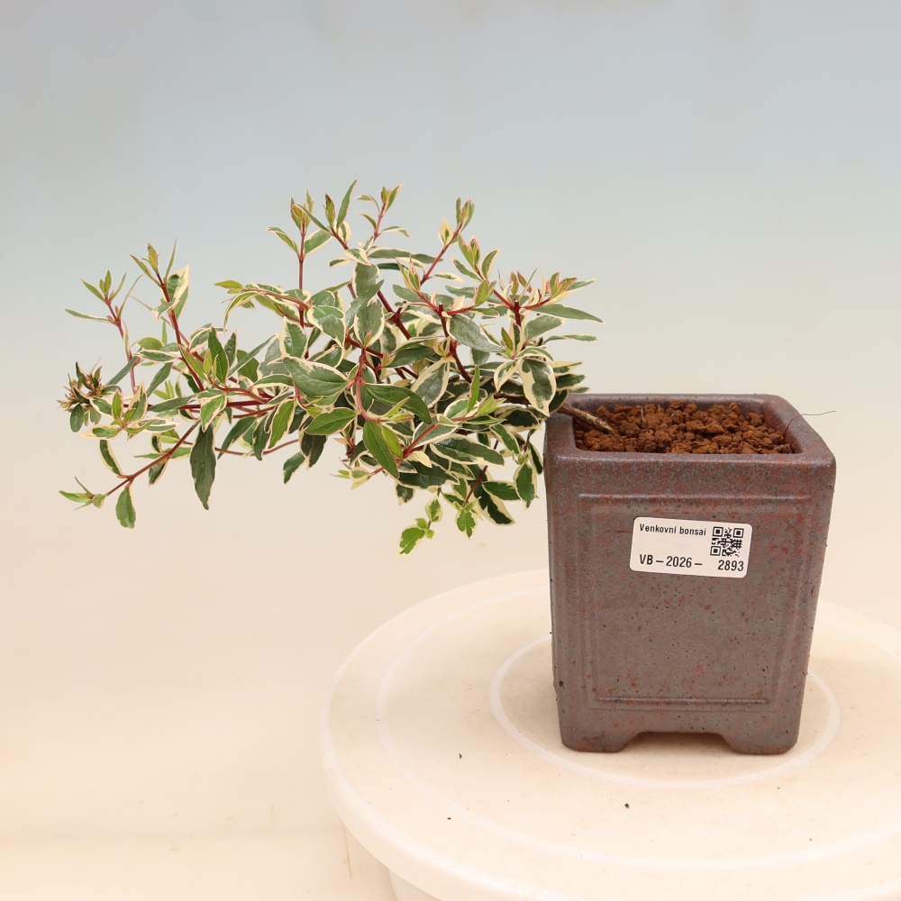 Vonkajší bonsai – Abelia gr. Confetti – Abélie veľkokvetá