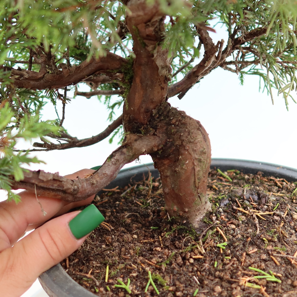 Vonkajší bonsai – Juniperus chinensis Itoigawa – čínsky jalovec