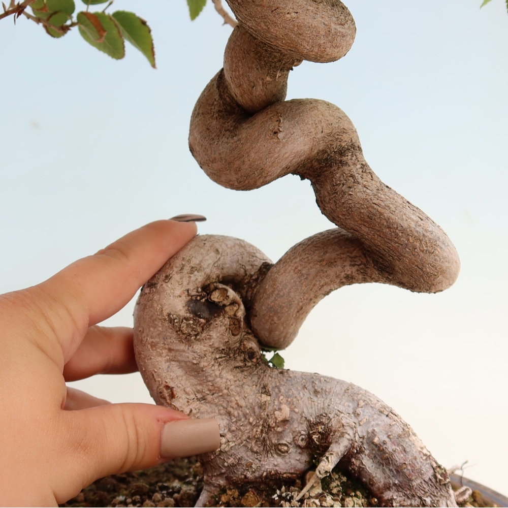 Vonkajšie bonsaje -Carpinus CARPINOIDES - Hrab kórejský