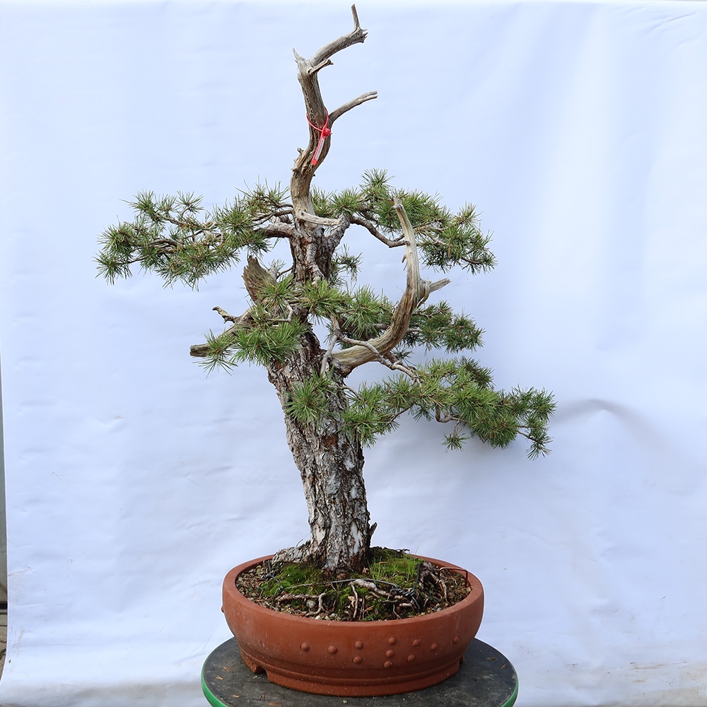 Pinus sylvestris Španielsko – borovica lesná
