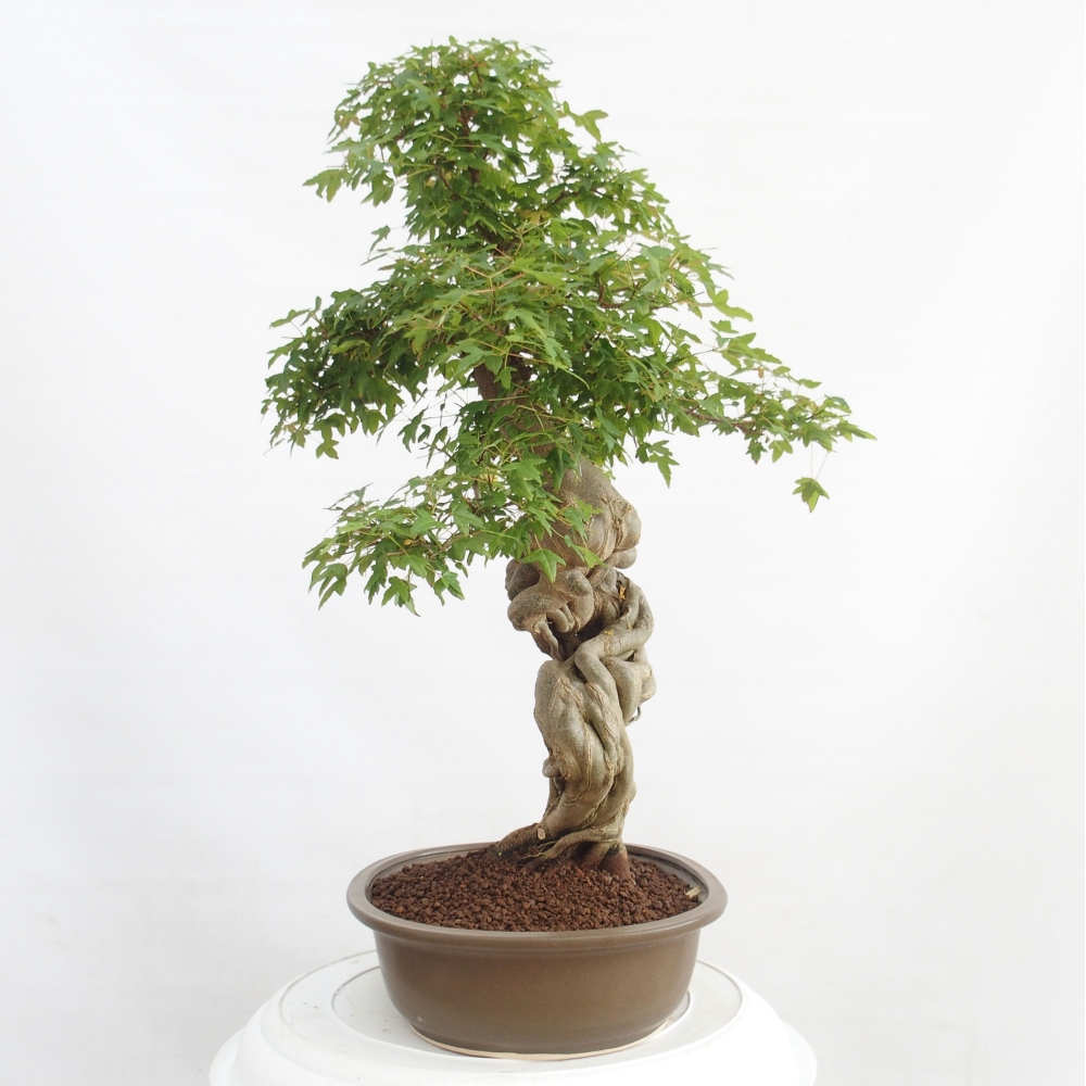 Vonkajšie bonsai - Javor Buergerianum - Javor Burgerův