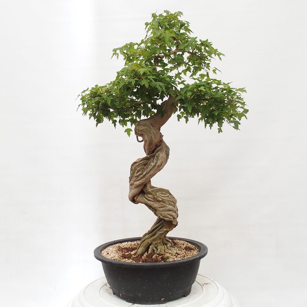 Vonkajšie bonsai - Javor Buergerianum - Javor Burgerův