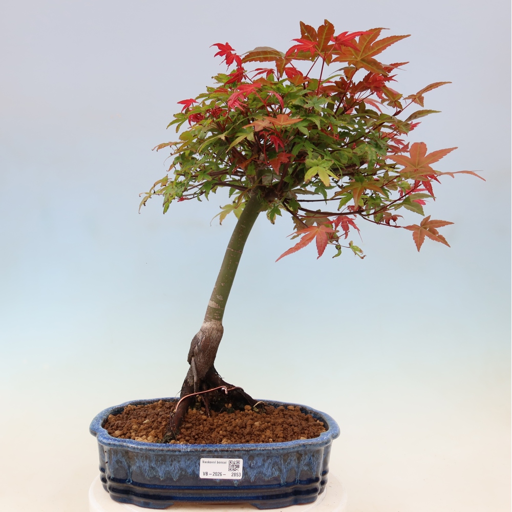 Javor poľný - Acer palmatum Beni Tsukasa