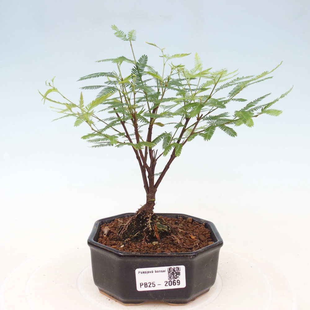 Izbová bonsai-Calliandra surinamensis Dixie Pink-Kaliandra Suriámska