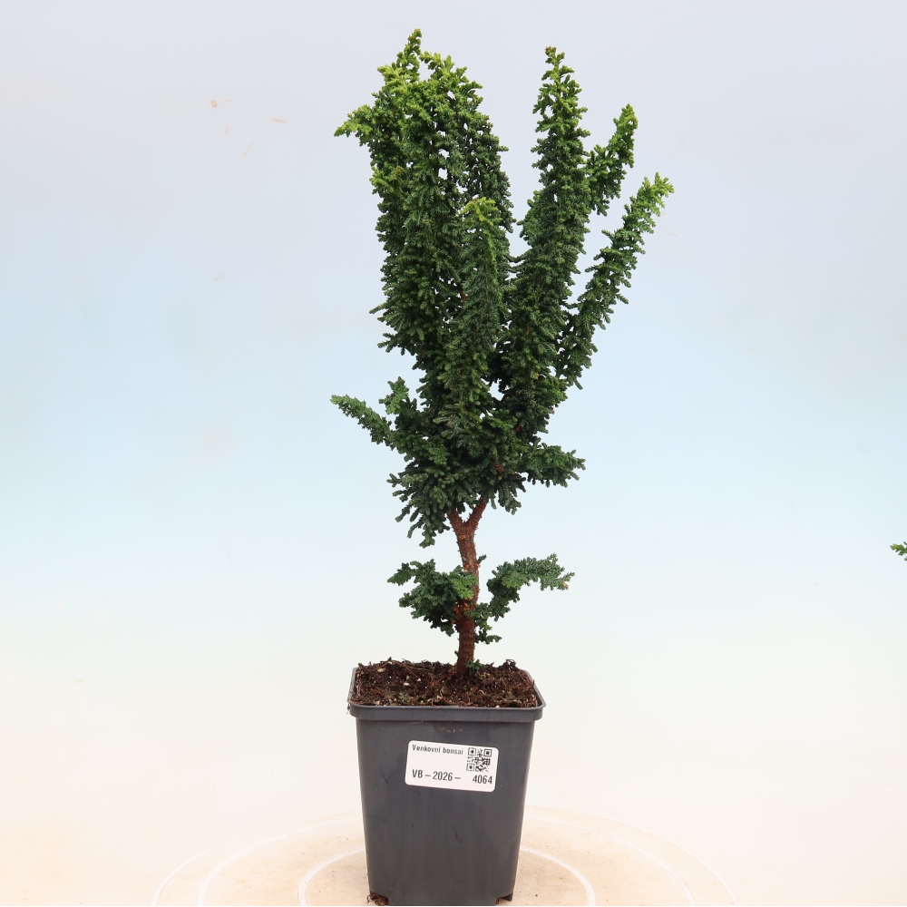Vonkajší bonsaj - Cham. obtusa SEKKA HINOKI - Cypruštek