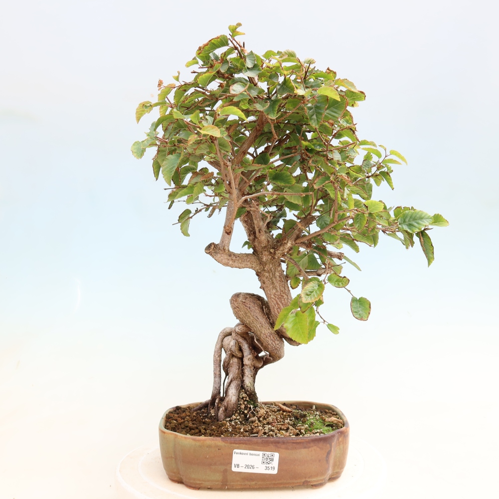 Vonkajšie bonsaje -Carpinus CARPINOIDES - Hrab kórejský
