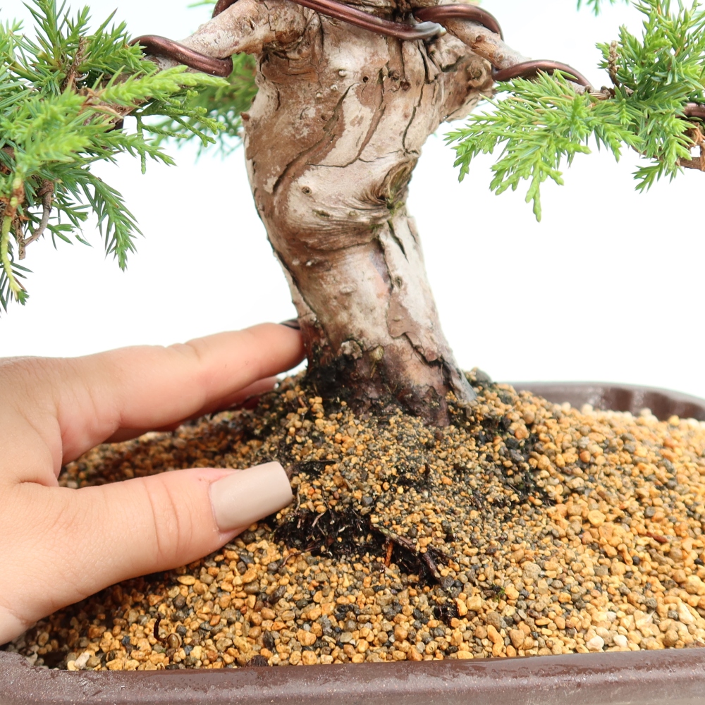 Vonkajší bonsai – Juniperus chinensis Itoigawa – čínsky jalovec