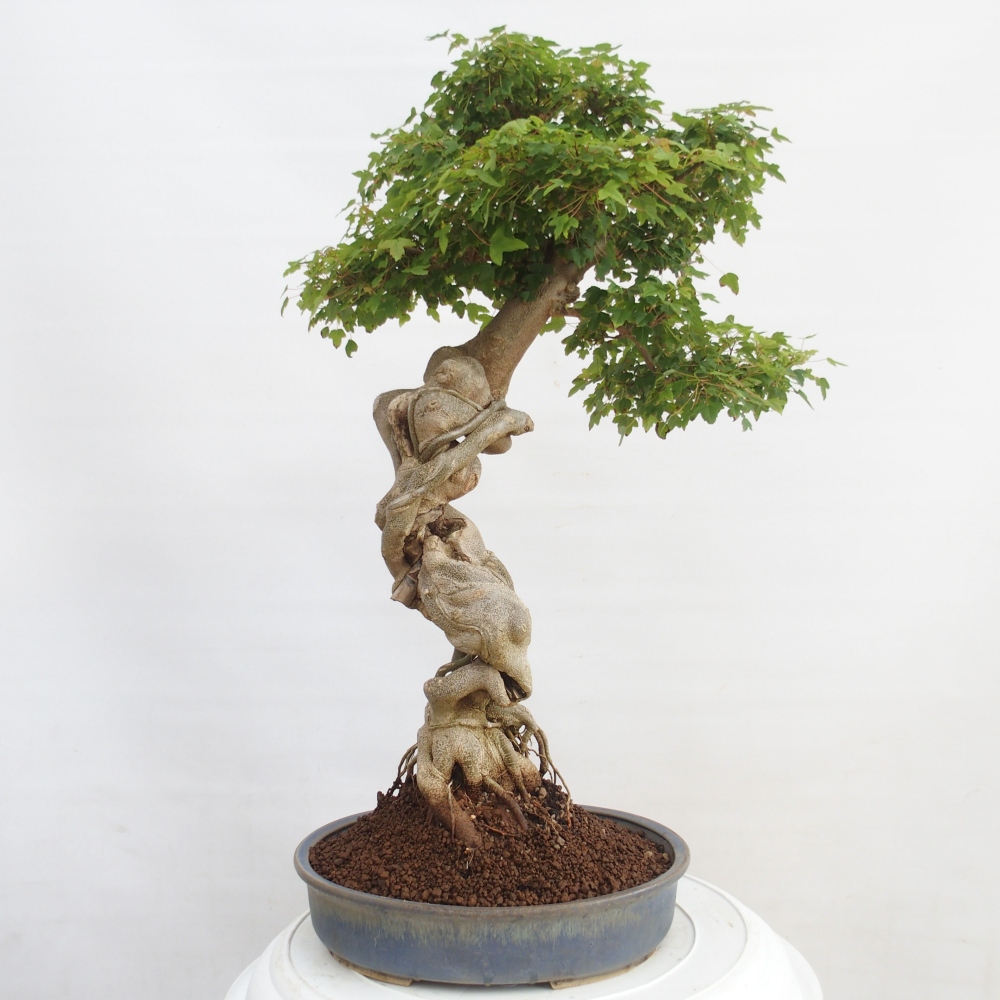 Vonkajšie bonsai - Javor Buergerianum - Javor Burgerův