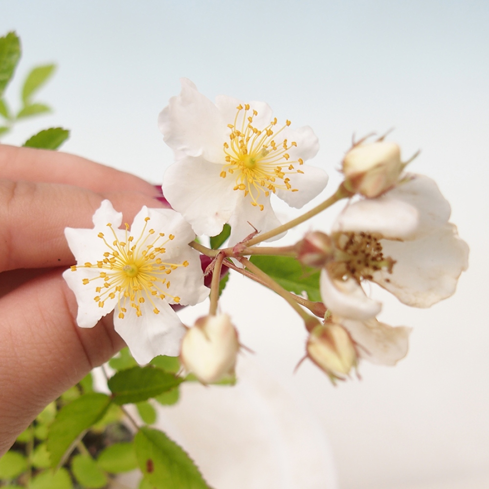 Vonkajší bonsai - Rosa sp. - malokvetá ruža