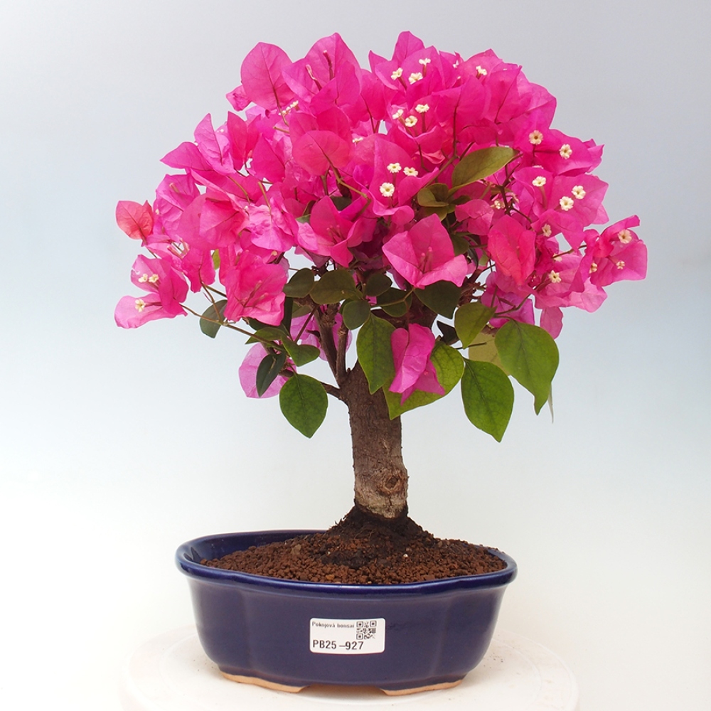 Izbová bonsai - Bouganwilea