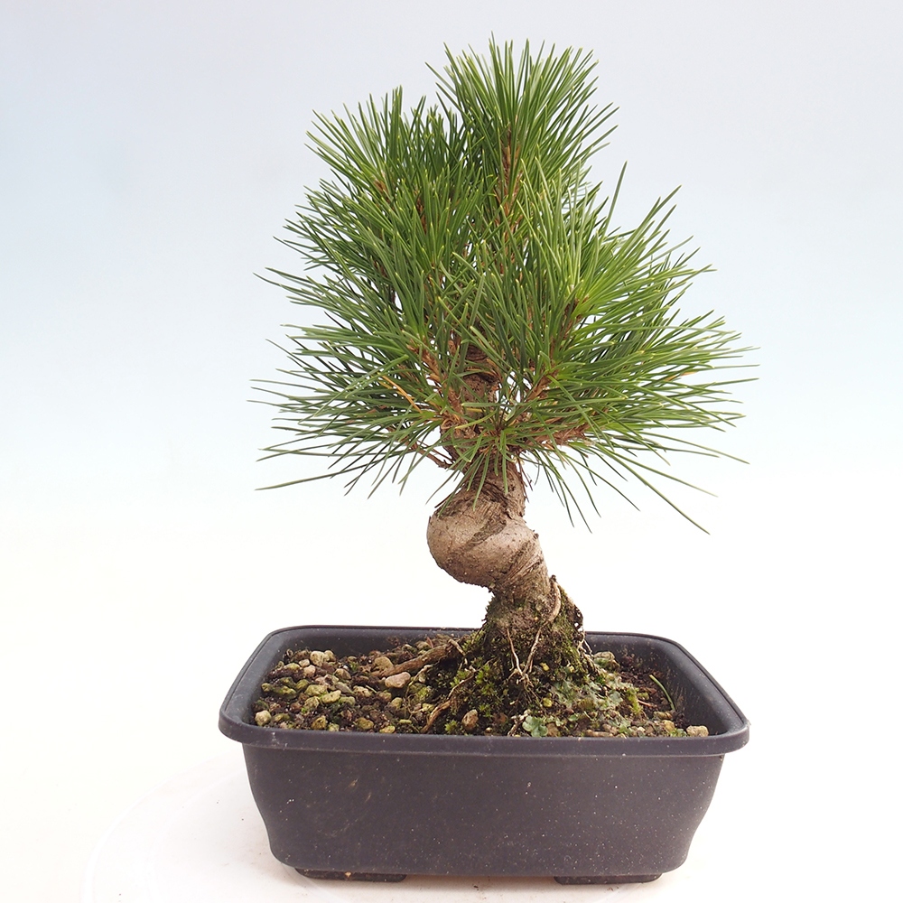 Vonkajšie bonsaje - Pinus thunbergii - borovica Thunbergova