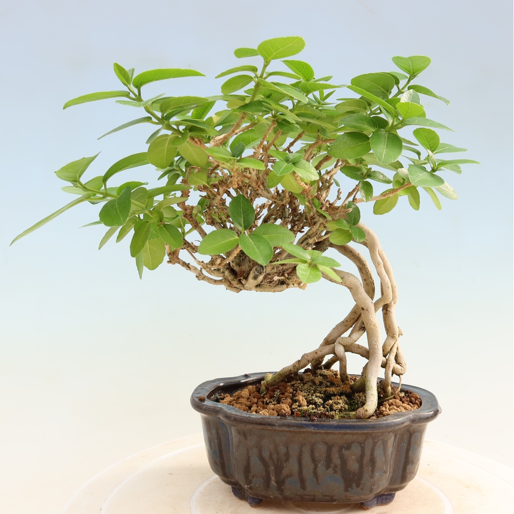 Izbový bonsaj - Premna serratifolia - Kozlovňa malolistá