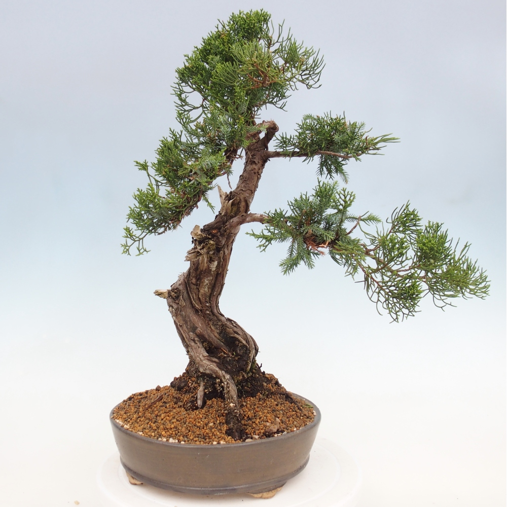 Vonkajší bonsai - Juniperus chinensis Itoigawa -Jalovec čínsky