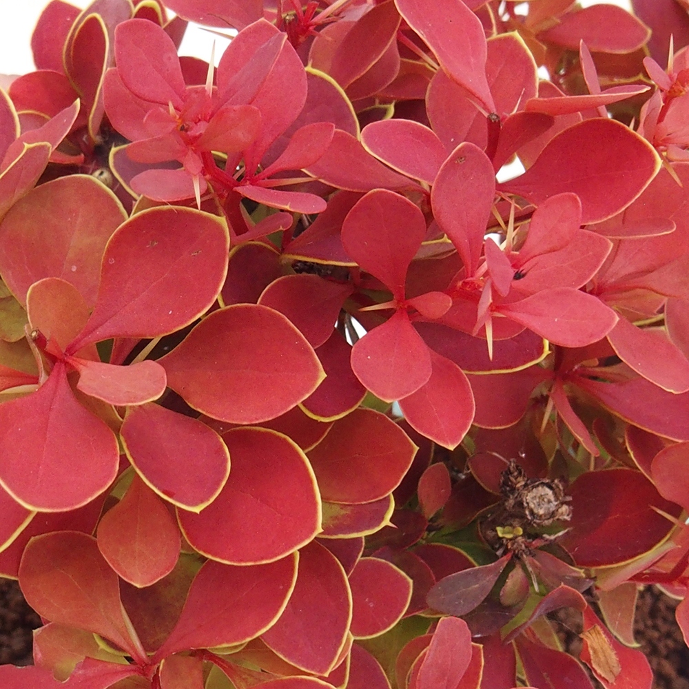 Vonkajší bonsai - Berberis thunbergii Kobold - Drištál Thunbergov