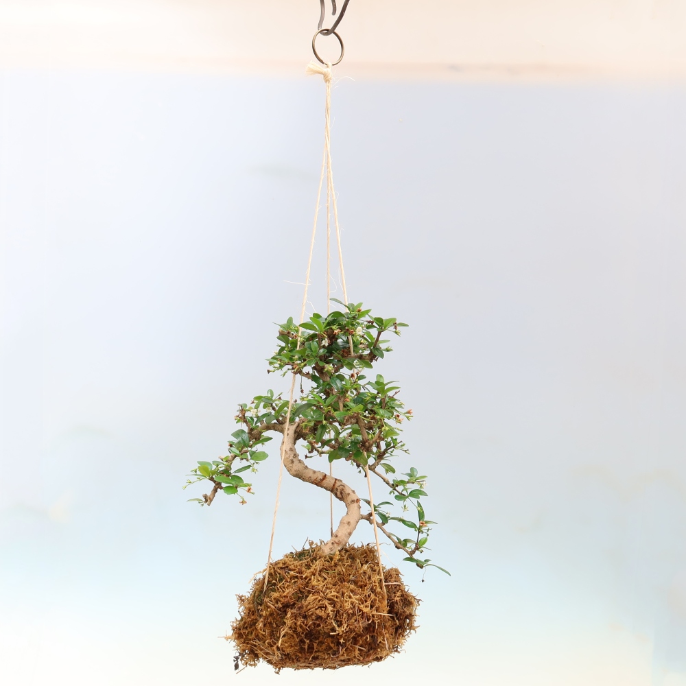 Kokedama v keramike – Čaj-fuki – Carmona macrophylla