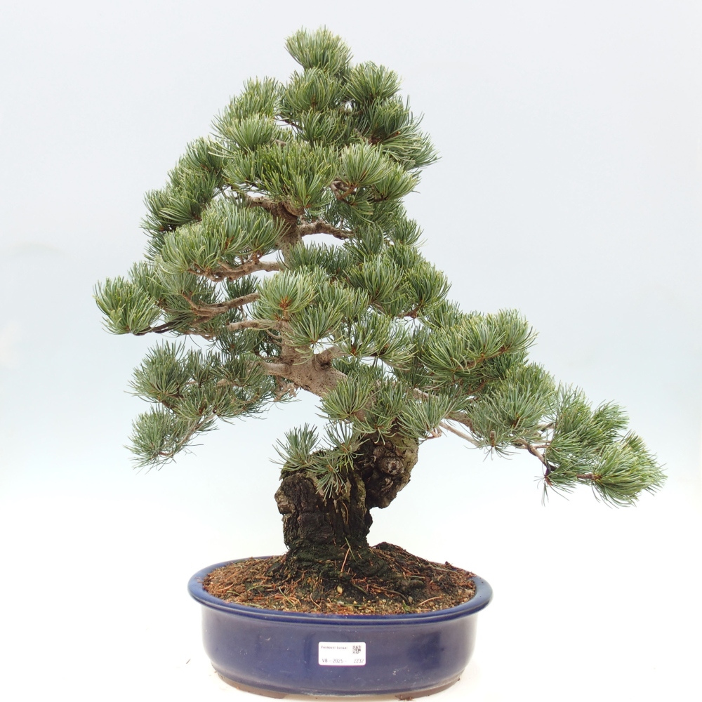 Vonkajšie bonsai - Pinus parviflora - Borovica drobnokvetá