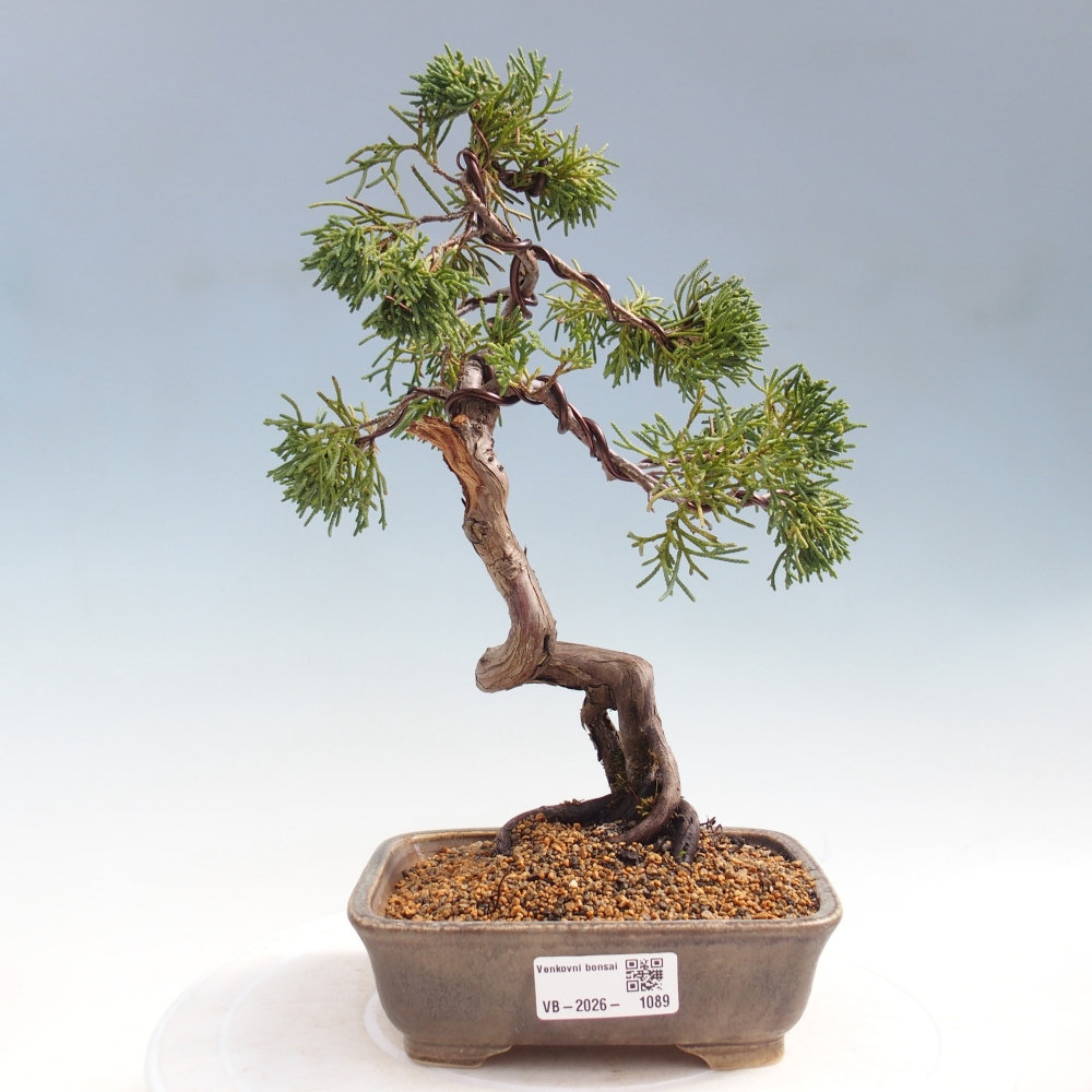 Vonkajší bonsaj - Juniperus chinensis Kishu