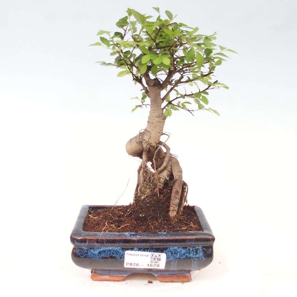 Izbový bonsaj - Ulmus parvifolia - brest malolistý