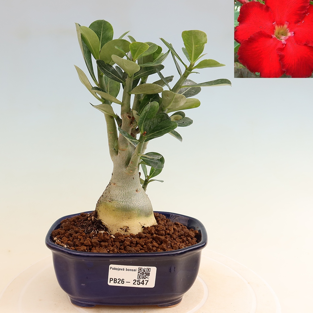 Izba bonsai – Adenium obesum Red Star – Púštna ruža