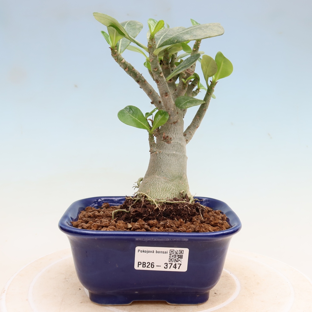 Izba bonsai – Adenium obesum Red Star – Púštna ruža