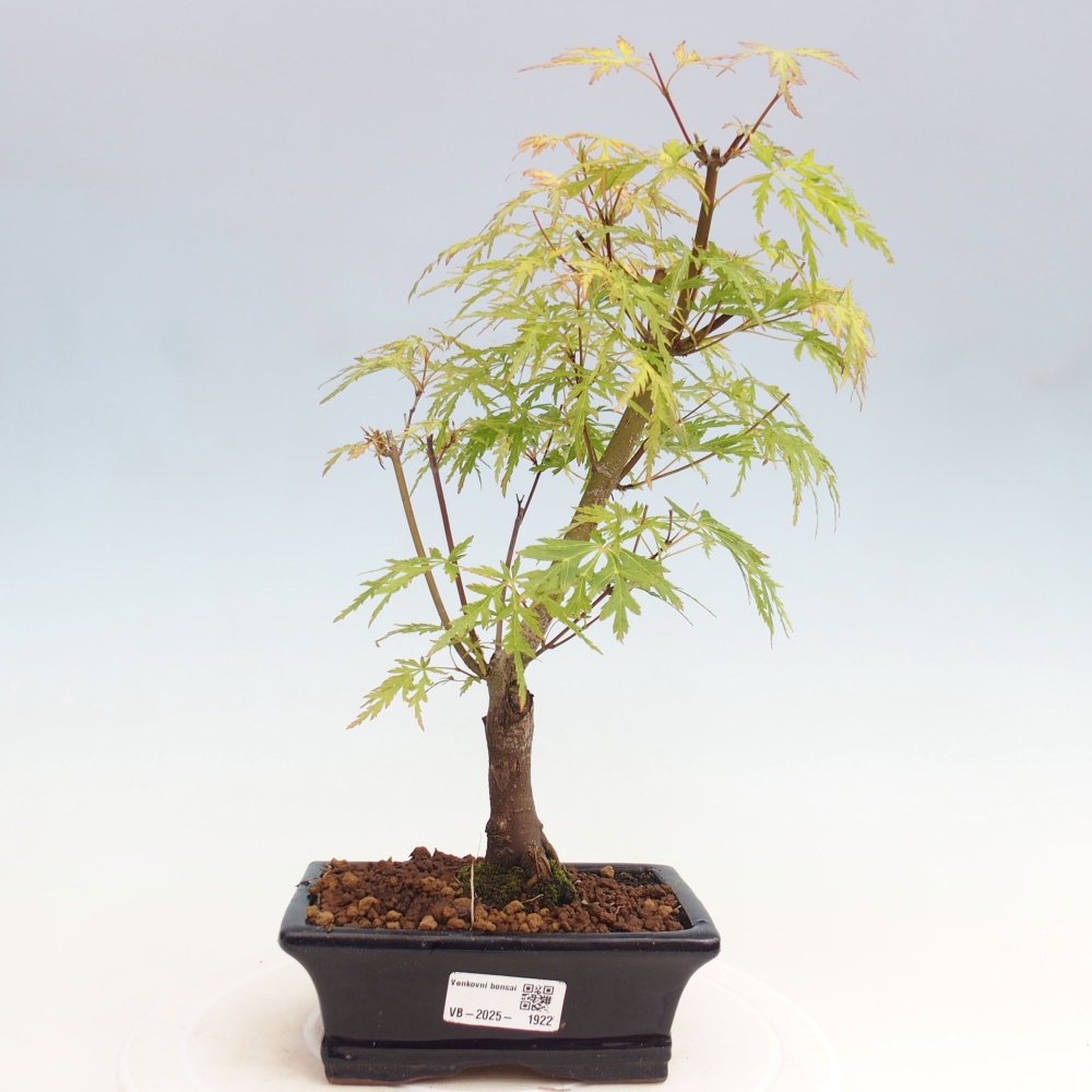 Vonkajšie bonsai - Acer palmatum Dissectum - Javor dlaňolistý 