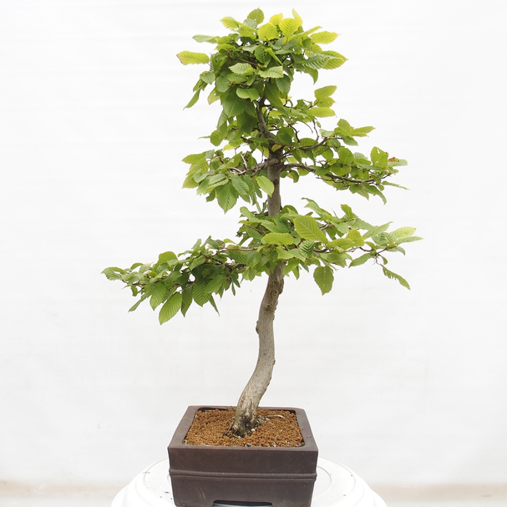 Vonkajší bonsai - Hrab obyčajný - Carpinus betulus