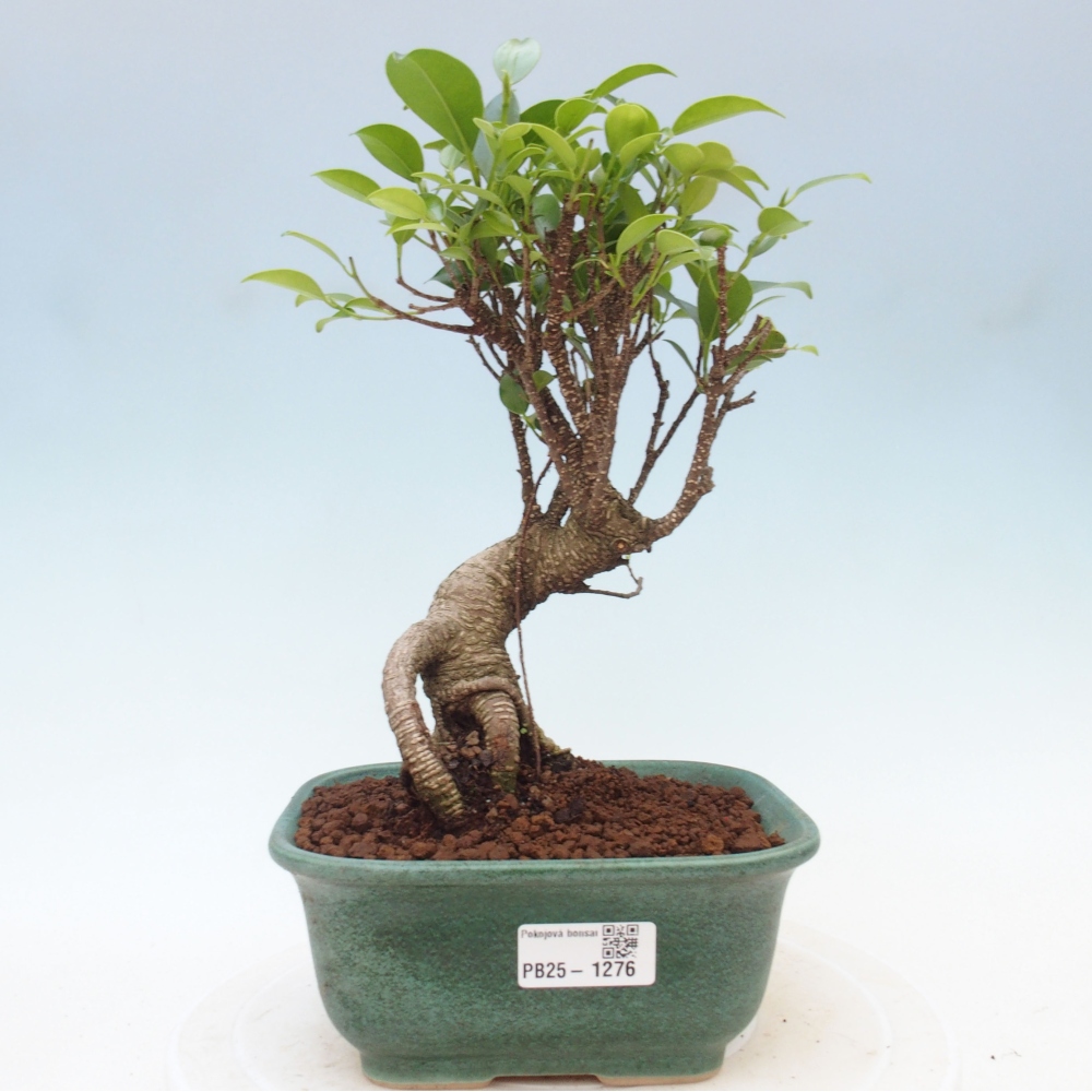 Izbová bonsai - Ficus retusa - malolistá fikus