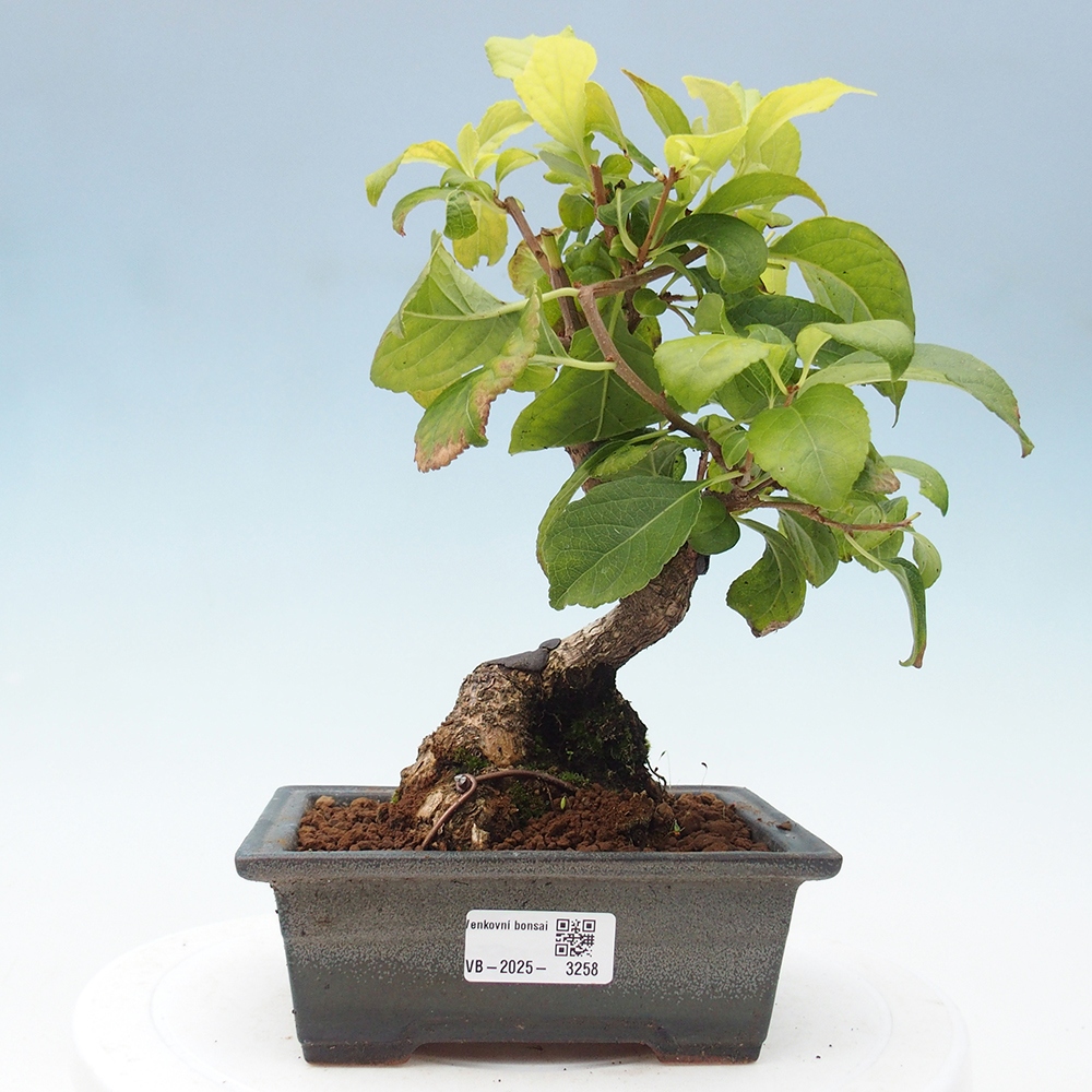 Vonkajšie bonsai - Celastrus Jesenec