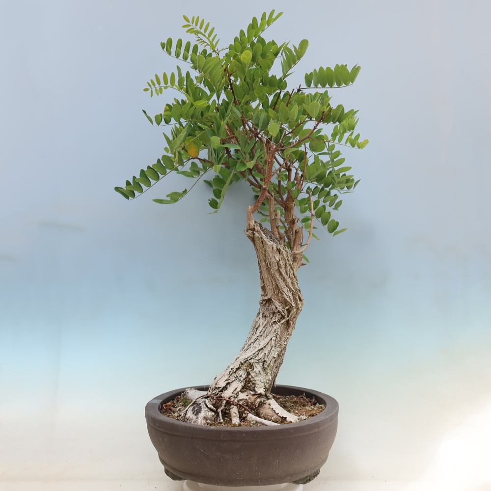 Vonkajší bonsai – trnovník akát – Robinia pseudoacacia