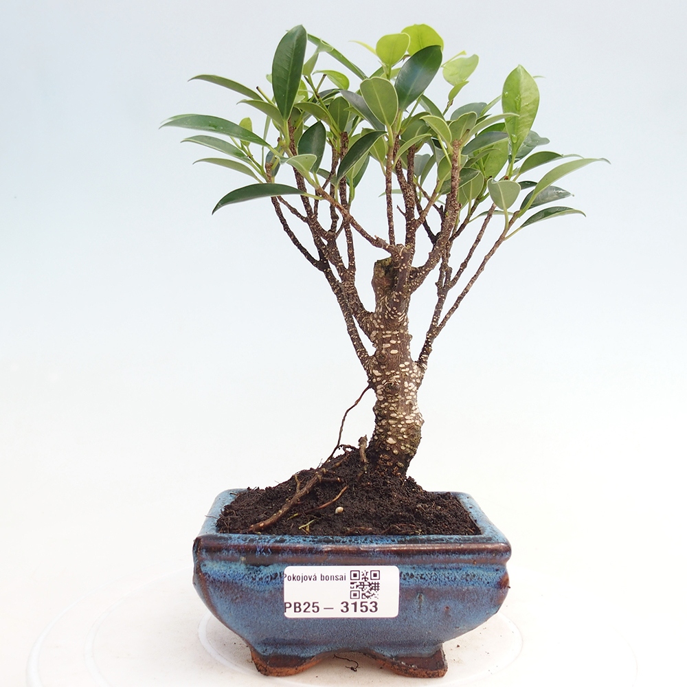 Izbové bonsaje Ficus retusa kimmen
