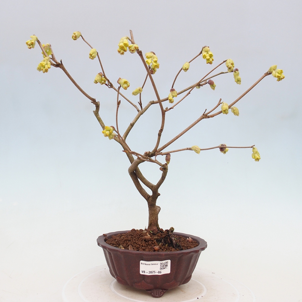 Vonkajší bonsai - Lieskovec - Corylopsis Spicata