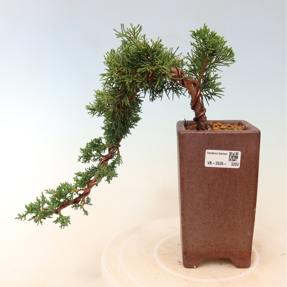 Vonkajší bonsaj - Juniperus chinensis Kishu