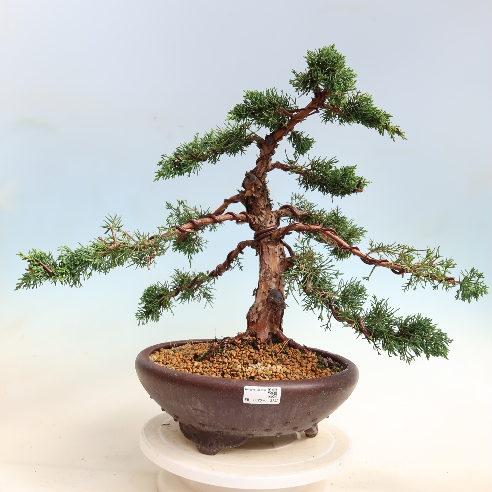 Vonkajší bonsaj - Juniperus chinensis Kishu