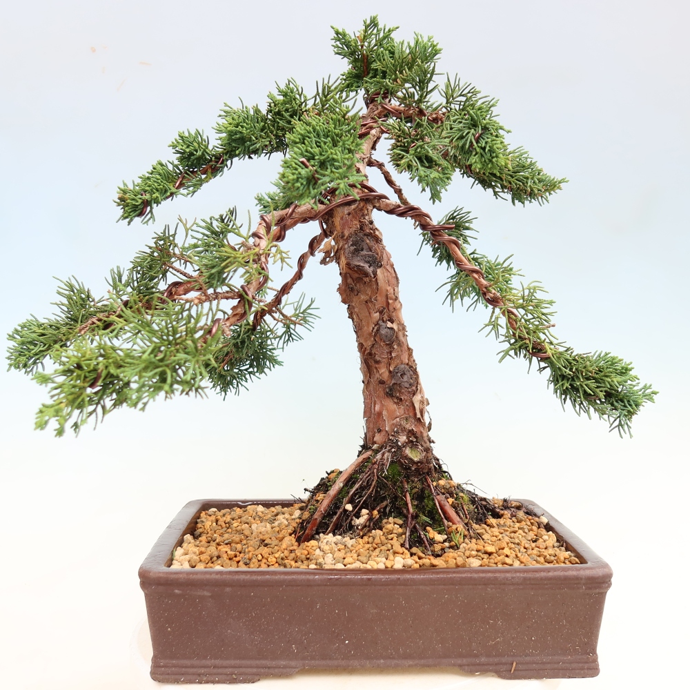 Vonkajší bonsaj - Juniperus chinensis Kishu
