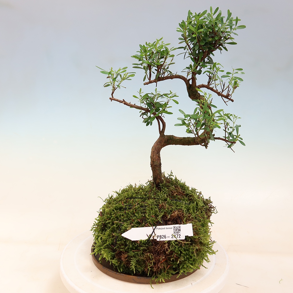 Kokedama s miskou – Syzygium – Pimentovník