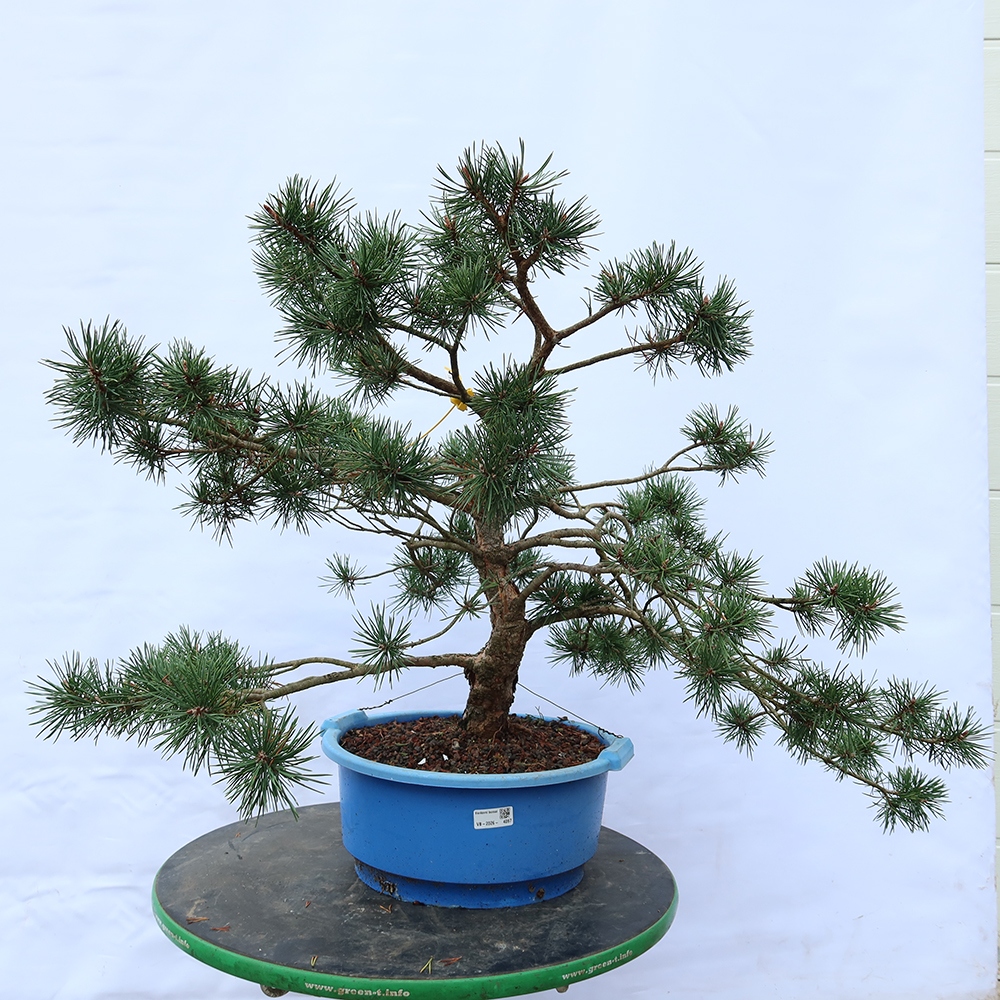 Pinus sylvestris Španielsko – borovica lesná
