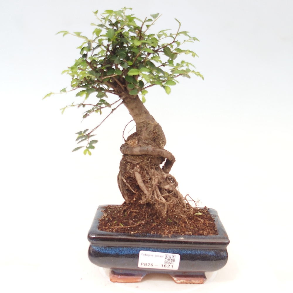 Izbový bonsaj - Ulmus parvifolia - brest malolistý