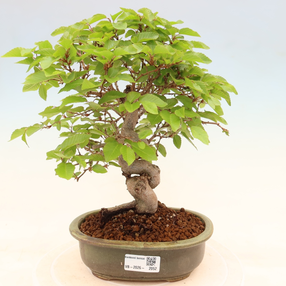 Vonkajší bonsaj -Carpinus coreana - Hrab kórejský