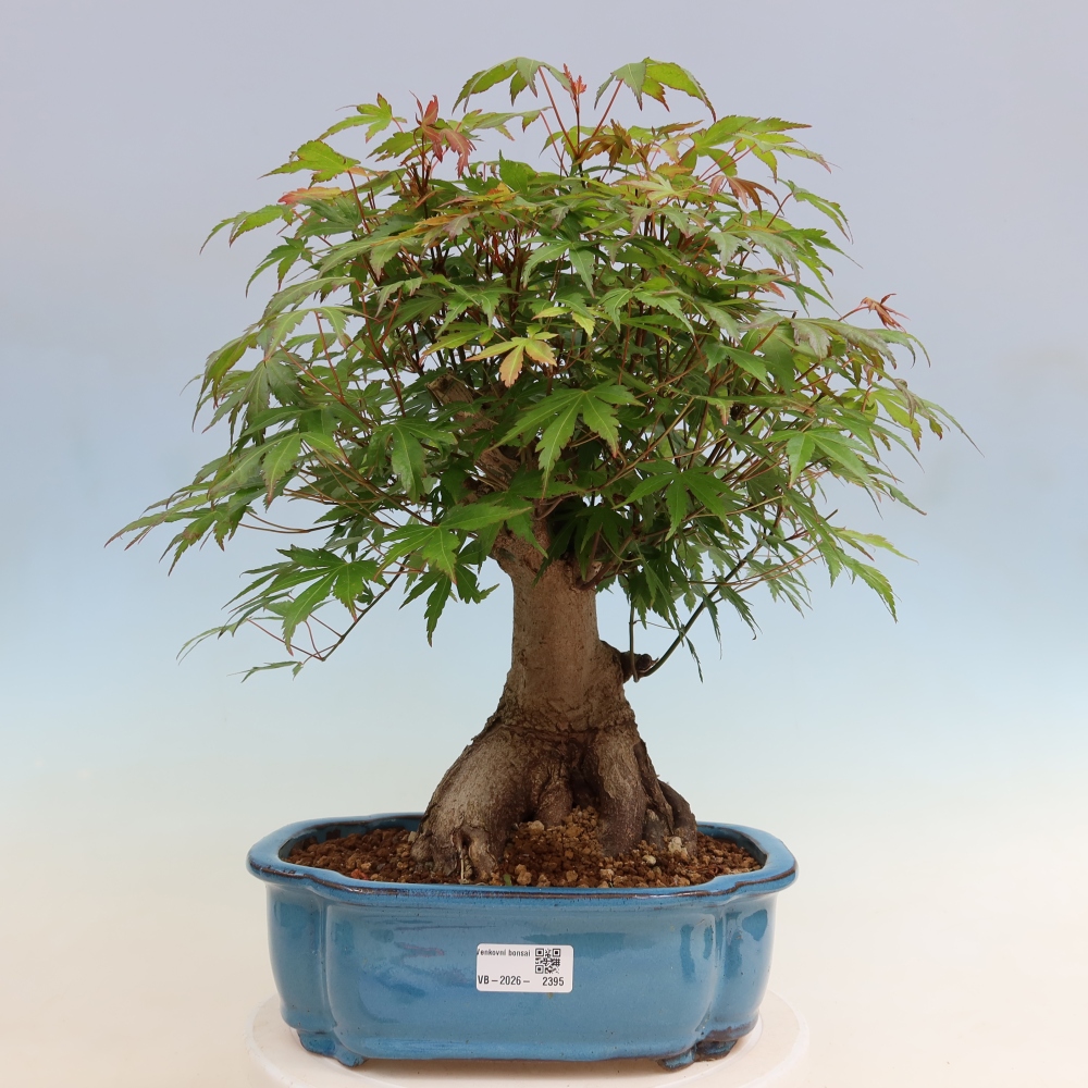 Vonkajšie bonsaje - Javor Burger - Acer Burgerianum