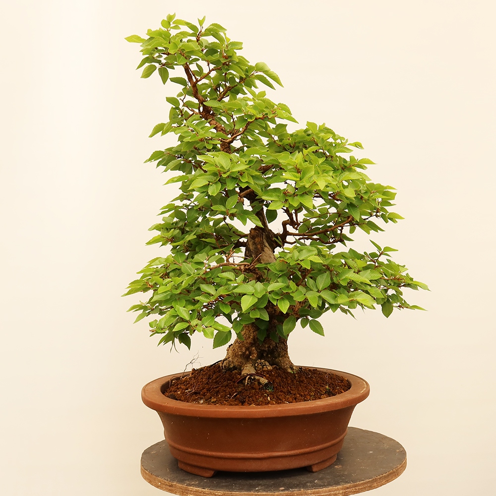 Vonkajší bonsai -Carpinus Coreana - Hrab kórejský
