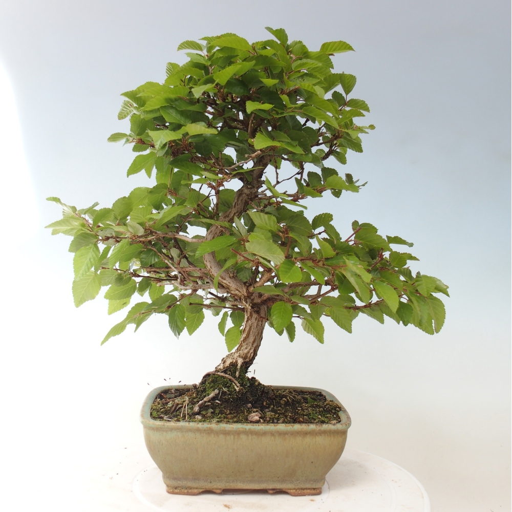 Vonkajšie bonsaje -Carpinus CARPINOIDES - Hrab kórejský