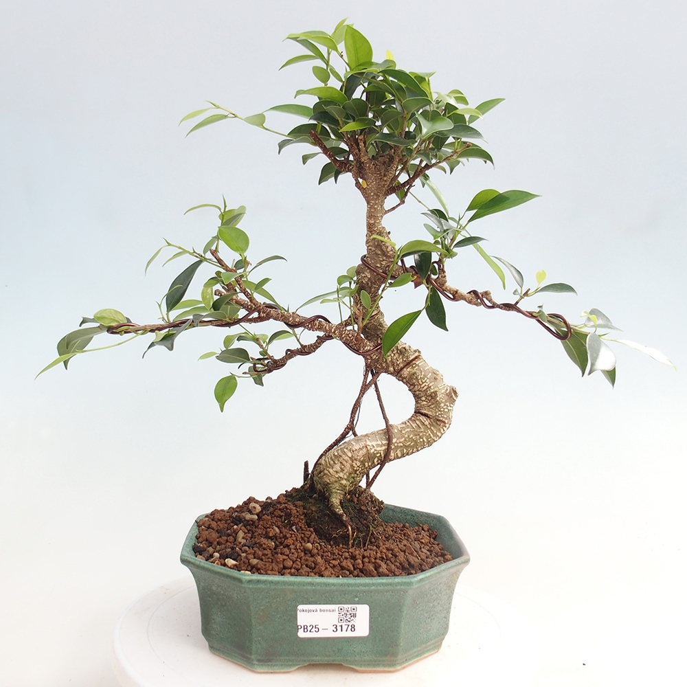 Izbová bonsai - Ficus retusa - malolistá fikus