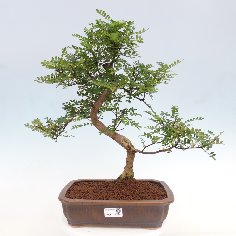 Izbová bonsai - Zantoxylum piperitum - korenistý