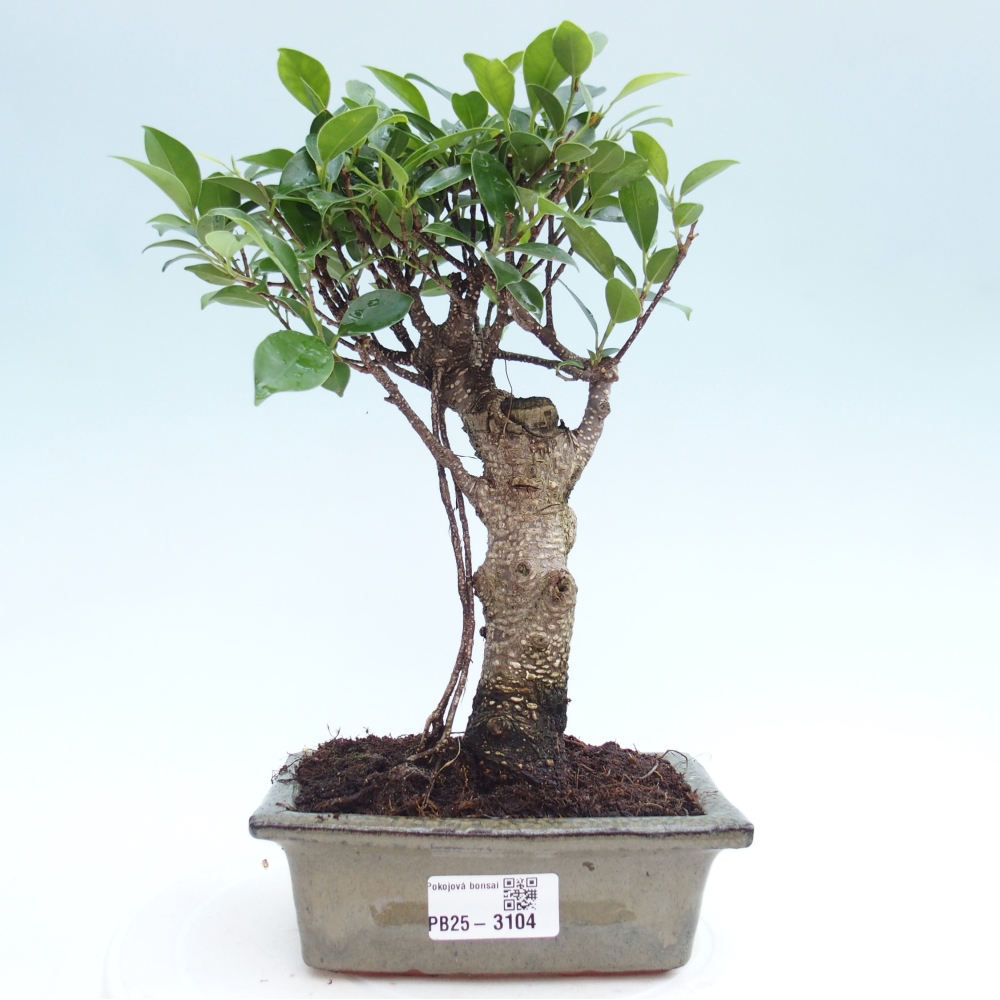 Izbová bonsai - Ficus retusa - malolistý fikus