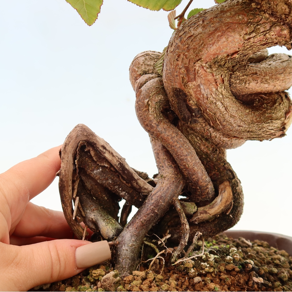 Vonkajšie bonsaje -Carpinus CARPINOIDES - Hrab kórejský